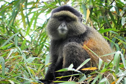 golden monkey tracking rwanda
